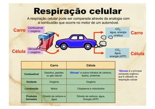 Respiração celular
Carro Célula
Combustível
Gasolina, gasóleo,
ou gás natural
Glicose* e outros hidratos de carbono,
lipidos, proteínas
Oxidante Oxigénio Oxigénio
Localização Motos Citoplasma e mitocôndria
Produtos
formados
Dióxido de carbono e
água
Dióxido de carbono, água,
Energia (ATP)
*Glicose é o principal
composto orgânico
que é utilizado na
respiração celular
Combustível
+ oxigénioCarro
Célula
Glicose
+ oxigénio
A respiração celular pode ser comparada através da analogia com
a combustão que ocorre no motor de um automóvel.
CO2,
água, energia
cinética
Carro
CO2,
água.
energia (ATP)
Célula
 