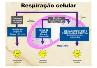 Respiração celular
Matriz
mitocondrial
Cristas
ATP
Fosforilação
(substrato)
Fosforilação
(substrato)
CADEIA RESPIRATÓRIA E
FOSFORILAÇÃO OXIDATIVA
Membrana interna da
mitocôndria
GLICÓLISE
Citoplasma
Glicose ➙Piruvato
Transporte
de eletrões
via NADH
CICLO DE
KREBS
Matriz da
mitocôndria
Electrões
transportados pelo
NADH and FADH2
Fosforilação
oxidativa
ATPATP
Mitocôndria
 