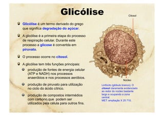 Glicólise
  Glicólise é um termo derivado do grego
que significa degradação do açúcar.
  A glicólise é a primeira etapa do processo
de respiração celular. Durante este
processo a glicose é convertda em
piruvato.
  O processo ocorre no citosol.
  A glicólise tem três funções principais:
  produção de fontes de energia celular
(ATP e NADH) nos processos
anaeróbios e nos processos aeróbios.
  produção de piruvato para utilização
no ciclo do ácido cítrico.
  produção de compostos intermédios
com carbono,que podem ser
utilizados pela célula para outros fins.
Linfócito (glóbulo branco). O
citosol claramente evidenciado
ao redor do núcleo bastante
largo e ocupando a zona
central.
MET: ampliação X 25 710.
Citosol
Núcleo
 