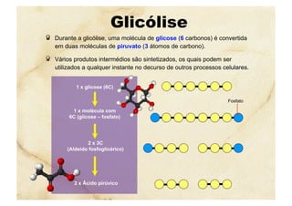 1 x glicose (6C)
Glicólise
  Durante a glicólise, uma molécula de glicose (6 carbonos) é convertida
em duas moléculas de piruvato (3 átomos de carbono).
  Vários produtos intermédios são sintetizados, os quais podem ser
utilizados a qualquer instante no decurso de outros processos celulares.
2 x 3C
(Aldeído fosfoglicérico)
1 x molécula com
6C (glicose – fosfato)
Fosfato
2 x Ácido pirúvico
 