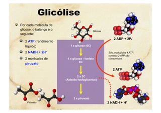 2 x 3C
(Aldeído fosfoglicérico)
1 x glicose - fosfato
6C
1 x glicose (6C)
2 x piruvato
Glicólise
  Por cada molécula de
glicose, o balanço é o
seguinte:
  2 ATP (rendimento
líquido)
  2 NADH + 2H+
  2 moléculas de
piruvato
2 NADH + H+
Glicose
Piruvato
2 ADP + 2Pi
2 ATP
São produzidos 4 ATP,
contudo 2 ATP são
consumidos
 