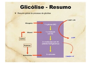 Glicólise - Resumo
  Resumo global do processo de glicólise
2 x moléculas com 3C
(aldeído fosfoglicérico)
1 x molécula
com 6C
1 x glicose (6C)
2 x piruvato
2 NADH + H+
Glicogénio
Glicerol
Aminoácidos
2 ADP + 2Pi
2 ATP
Lípidos
Proteínas
 