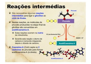 Reações intermédias
  São necessárias algumas reações
intermédias para ligar a glicólise ao
ciclo de Krebs.
  Nestas reações, as moléculas de
piruvato produzidas na etapa final da
glicólise são convertidas em
acetilCoenzima A.
  Estas reações ocorrem na matriz
da mitocôndria.
  Durante esta reação o átomo de
carbono é removido integrando
depois o dióxido de carbono.
  Coenzima A (CoA) capta os 2
carbonos do piruvato para formar
acetilcoenzima A (à direita).
AcetilCoenzima A
AcetilCoenzima A
NADH + H+
Piruvato
Piruvato
1C (na forma de CO2)
 