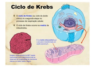 Ciclo de Krebs
  O ciclo de Krebs (ou ciclo do ácido
cítrico) é a segunda etapa no
processo de respiração celular.
  O ciclo de Krebs ocorre na matriz da
mitocôndria.
É na matriz mitocondrial que
o piruvato é transformado em
acetil-coenzima A.
Imagem obtida através de MET (seção
transversal) numa mitocôndria onde se
observam as invaginações da membrana
interna e a matriz (seta a negro).
 