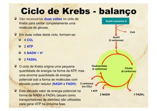 CoA
Acetil
(2 carbonos)
Ciclo de Krebs - balanço
  São necessárias duas voltas no ciclo de
Krebs para oxidar completamente uma
molécula de glicose.
  Em duas voltas deste ciclo, formam-se:
  4 CO2
  2 ATP
  6 NADH + H+
  2 FADH2
  O ciclo de Krebs origina uma pequena
quantidade de energia na forma de ATP, mas
uma enorme quantidade de energia
potencial sob a forma de moléculas com
elevado poder redutor (NADH e FADH).
  Esta elevado valor de energia potencial na
forma de NADH e FADH2 (atuam como
transportadores de eletrões) são utilizadas
para gerar ATP na próxima fase.
Acetil-coenzima A
Oxaloacetato
(4 carbonos) Citrato
(6 carbonos)
2 carbonos
(no CO2)
1 ATP
3 NADH 1 FADH2
 