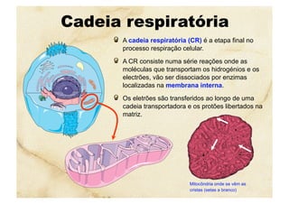 Cadeia respiratória
  A cadeia respiratória (CR) é a etapa final no
processo respiração celular.
  A CR consiste numa série reações onde as
moléculas que transportam os hidrogénios e os
electrões, vão ser dissociados por enzimas
localizadas na membrana interna.
  Os eletrões são transferidos ao longo de uma
cadeia transportadora e os protões libertados na
matriz.
Mitocôndria onde se vêm as
cristas (setas a branco)
 