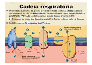 Cadeia respiratória
  Os eletrões provenientes da glicólise e do ciclo de Krebs são transportados na cadeia
respiratória sob a forma de NADH e FADH2. Os iões hidrogénio ou os eletrões fornecidos
pelo NADH e FADH2 vão sendo transferidos através de cada proteína da CR.
  O oxigénio é o acetor final da cadeia respiratória, ficando reduzido na forma de água.
  Na CR formam-se 34 moléculas de ATP e água.
Matriz mitocondrial
Baixa concentração de H+
Espaço inter-membranar
Alta concentração de H+
2H + ½O2
(oxigénio)
H2O
(água)
H+
H+
NADH + H+ NAD+
FADH2
FAD
H+
H+ H+
H+
H+
H+
H+
H+
H+
e-
e-
e-
e-
H+
 