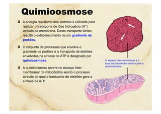 Quimioosmose
  A energia resultante dos eletrões é utilizada para
realizar o transporte de iões hidrogénio (H+)
através da membrana. Deste transporte iónico
resulta o estabelecimento de um gradiente de
protões.
  O conjunto de processos que envolve o
gradiente de protões e o transporte de eletrões
envolvidos na síntese de ATP é designado por
quimioosmose.
  A quimioosmose ocorre no espaço inter-
membranar da mitocôndria sendo o processo
através do qual o transporte de eletrões gera a
síntese de ATP.
O espaço inter-membranar é o
local da mitocôndria onde ocorre a
quimioosmose.
 