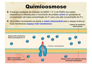 Quimioosmose
  A energia resultante da oxidação do NADH + H+ e do FADH2 (na cadeia
respiratória) é utilizada para o movimento de protões contra um gradiente de
concentração (de baixa concentração de H+ para uma alta concentração de H+).
  Os protões movimentam-se desde a matriz mitocondrial para o espaço entre as
duas membranas (espaço inter-membranar)
Matriz mitocondrial
Baixa concentração de H+
Espaço Inter-membranar
Alta concentração de H+
Espaço interno da membrana interna
(bicamada fosfolipídica)
Exterior da membrana
mitochondrial
H+
H+
H+
H+
H+
H+
H+
H+
H+
H+
H+
H+
H+
H+
Proteína transportadora
 