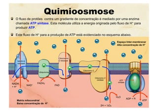 Matriz mitocondrial
Baixa concentração de H+
Espaço Inter-membranar
Alta concentração de H+
Quimioosmose
  O fluxo de protões contra um gradiente de concentração é mediado por uma enzima
chamada ATP sintase. Esta molécula utiliza a energia originada pelo fluxo de H+ para
produzir ATP.
  Este fluxo de H+ para a produção de ATP está evidenciado no esquema abaixo.
ADP + Pi
ATP
H+
H+
H+
H+
NADH
+ H+ NAD+
FADH2
FAD
H+
H+
H+
H+
2H + ½O2
H2O
H+
H+
H+
H+
H+
H+
H+H+
e-
e-
e-
H+
H+
e-
NADH-Q
redutase
Ubiquinona
Citocroomo
C redutase
Citocromo C
oxidase
Citocromo C
ATP
sintase
 