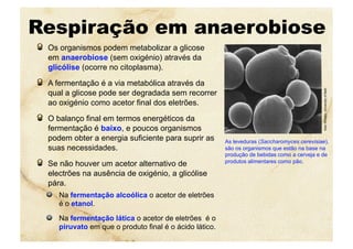 Respiração em anaerobiose
  Os organismos podem metabolizar a glicose
em anaerobiose (sem oxigénio) através da
glicólise (ocorre no citoplasma).
  A fermentação é a via metabólica através da
qual a glicose pode ser degradada sem recorrer
ao oxigénio como acetor final dos eletrões.
  O balanço final em termos energéticos da
fermentação é baixo, e poucos organismos
podem obter a energia suficiente para suprir as
suas necessidades.
  Se não houver um acetor alternativo de
electrões na ausência de oxigénio, a glicólise
pára.
  Na fermentação alcoólica o acetor de eletrões
é o etanol.
  Na fermentação lática o acetor de eletrões é o
piruvato em que o produto final é o ácido lático.
AlanWheals,UniversityofBath
As leveduras (Saccharomyces cerevisiae),
são os organismos que estão na base na
produção de bebidas como a cerveja e de
produtos alimentares como pão.
 