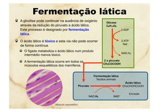 Fermentação lática
  A glicólise pode continuar na ausência de oxigénio
através da redução do piruvato a ácido lático.
Este processo é designado por fermentação
lática.
  O ácido lático é tóxico e esta via não pode ocorrer
de forma contínua.
  O fígado metaboliza o ácido lático num produto
intermédio menos tóxico.
  A fermentação lática ocorre em todos os
músculos esqueléticos dos mamíferos.
Ácido lático
CH3CHOHCOOH
Excreção
NAD+NAD.H2
Piruvato
Fermentação lática
Tecidos animais
Músculo esquelético
Glicose
C6H12O6
2 x piruvato
CH3COCOOH
2 ADP
2 ATP
Net
NAD.H2
 