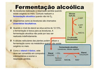 Fermentação alcoólica  As leveduras realização a respiração aeróbia quando
existe oxigénio no meio. Contudo realizam a
fermentação alcoólica quando não há O2.
  Organismos como as leveduras são chamados
anaeróbios facultativos.
  Quando o nível de etanol se situa acima de 12-15%,
a fermentação é tóxica para as leveduras. A
fermentação alcoólica não pode por isso ser
realizada indefinidamente.
  A células radiculares das plantas podem utilizar a
fermentação como via metabólica quando não existe
oxigénio no meio.
  Como o etanol é tóxico, este
deve ser convertido em compostos
intermediários e ocorrer a
respiração aeróbia.
+ CO2
Resíduos
gasosos NAD+NAD.H2
Fermentação alcoólica
Leveduras, células vegetais
Etanol
CH3CH2OH
Etanal
CH3CHO
Glicose
C6H12O6
2 x piruvato
CH3COCOOH
2 ADP
2 ATP
Net
NAD.H2
 