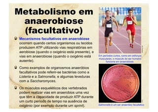 Metabolismo em
anaerobiose
(facultativo)
  Mecanismos facultativos em anaerobiose
ocorrem quando certos organismos ou tecidos
produzem ATP utilizando vias respiratórias em
aerobiose (quando o oxigénio está presente), e
vias em anaerobiose (quando o oxigénio está
ausente).
  Como examplos de organosmos anaeróbios
facultativos pode referir-se bactérias como a
Listeria e a Salmonella, e algumas leveduras
com a Saccharomyces.
  Os músculos esqueléticos dos vertebrados
podem realizar vias em anaerobios uma vez
que têm a capacidade de produzir ATP durante
um curto período de tempo na ausência de
oxigénio (por exemplo durante um sprint). Salmonella é um ser anaeróbio facultativo
CDCAthleticsNZ
Em períodos curtos, como em esforços
musculares, o músculo do ser humano
funciona em anaerobiose.
 