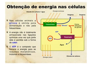 Obtenção de energia nas células
  Nas células animais a
g l i c o s é o b t i d a p e l a
alimentação e não pela
fotossíntese.
  A energia não é totalmente
armazenada nas ligações
químicas uma vez que parte
dela é perdida sob a forma
de calor.
  O ATP é o composto que
fornece a energia para as
r e a ç õ e s m e t a b ó l i c a s ,
incluindo a fotossíntese.
Fotossíntese
Respiração
Energia (calor)
Dióxido de carbono
Glicose*
Água
Outras
utilizações
da glicose
ADP
ATP
Oxigénio Oxigénio
Energia luminosaDióxido de carbono + água
 