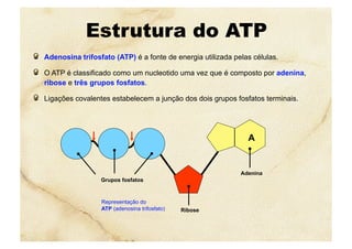Estrutura do ATP
  Adenosina trifosfato (ATP) é a fonte de energia utilizada pelas células.
  O ATP é classificado como um nucleotido uma vez que é composto por adenina,
ribose e três grupos fosfatos.
  Ligações covalentes estabelecem a junção dos dois grupos fosfatos terminais.
Representação do
ATP (adenosina trifosfato)
Adenina
Ribose
Grupos fosfatos
A
 