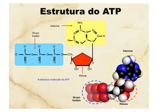 Grupo
fosfato
Ribose
Adenina
Estrutura do ATP
A estrutura molecular do ATP
H H
H H
OHOH
OCH2
N
C H
C
C
NC
N
CH
NH2
N
OP
O
O-
O- OP
O
O-
OP
O
O-
Grupo
fosfato
Adenina
Ribose
 