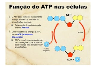 Função do ATP nas células
  O ATP pode fornecer rapidamente
energia através da hidrólise do
grupo fosfato terminal.
  Esta reação é catalizada pela
enzima ATPase.
  Uma vez obtida a energia o ATP,
forma ADP (adenosina
difosphato).
  ADP é uma forma molecular de
baixa energia e pode aumentar
essa energia pela adição de um
grupo fosfato.
ATP
ATPase
Fosfato
inorgânico
ADP +
 