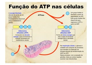 Função do ATP nas células
Na respiração celular, a glicose é
oxidada num conjunto de processos
que resultam na obtenção de
energia através da transformação do
ADP em ATP.
Neste processo, com a exceção da
glicólise, todos as outras reações
ocorrem nas mitocôndrias.
A energia libertada
através da perda de um
grupo fosfato fica
imediatamente disponível
para o metabolismo
celular.
Um grupo fosfato é
libertado a partir da
degradação do ATP.
Este grupo fosfato fica
disponível para
regenerar o ATP a
partir do ADP.
Adenosina
difosfato ADP
Forma de baixa energia que
não é capaz de fornecer
energia para a atividade
celular.
Adenosina
trifosfato (ATP)
Composto de elevada
energia capaz de fornecer a
energia necessária ao
metabolismo celular.
ATPase
 