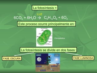 La fotosíntesis =
                         LUZ
      6CO2 + 6H2O  C6H12O6 + 6O2
         Este proceso ocurre principalmente en:



                                     Cloroplastos




              La fotosíntesis se divide en dos fases:

FASE OSCURA                                         FASE LUMINOSA
 