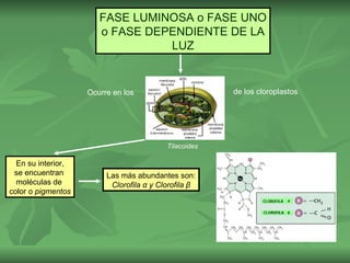 FASE LUMINOSA o FASE UNO
                       o FASE DEPENDIENTE DE LA
                                 LUZ


                    Ocurre en los                      de los cloroplastos




                                          Tilacoides

  En su interior,
 se encuentran           Las más abundantes son:
  moléculas de            Clorofila α y Clorofila β
color o pigmentos
 