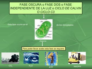 FASE OSCURA o FASE DOS o FASE
  INDEPENDIENTE DE LA LUZ o CICLO DE CALVIN
                O CICLO C3


Esta fase ocurre en el                               de los cloroplastos




                                  Estroma



                Para poder llevar acabo esta fase se requiere:




 CO2                     H2O                                               NADPH
                                            ATP
 