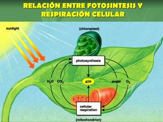 RELACIÓN ENTRE FOTOSINTESIS Y
    RESPIRACIÓN CELULAR
 