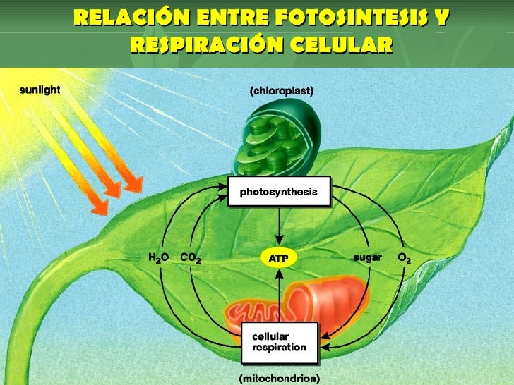 Resultado de imagen para Conservación de la energía celular