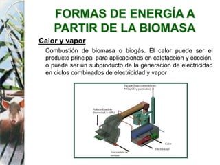 FORMAS DE ENERGÍA A
PARTIR DE LA BIOMASA
Calor y vapor
Combustión de biomasa o biogás. El calor puede ser el
producto principal para aplicaciones en calefacción y cocción,
o puede ser un subproducto de la generación de electricidad
en ciclos combinados de electricidad y vapor
 
