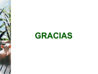 GRACIAS
 