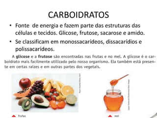 CARBOIDRATOS
• Fonte de energia e fazem parte das estruturas das
células e tecidos. Glicose, frutose, sacarose e amido.
• Se classificam em monossacarídeos, dissacarídios e
polissacarídeos.
 