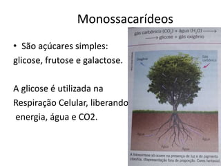 Monossacarídeos
• São açúcares simples:
glicose, frutose e galactose.
A glicose é utilizada na
Respiração Celular, liberando
energia, água e CO2.
 