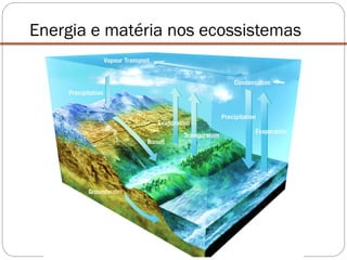 Energia e matéria nos ecossistemas
 