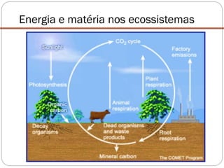 Energia e matéria nos ecossistemas
 