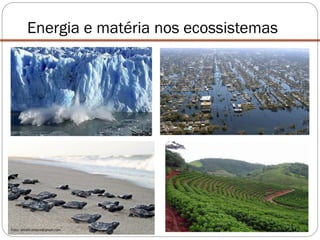 Energia e matéria nos ecossistemas
 