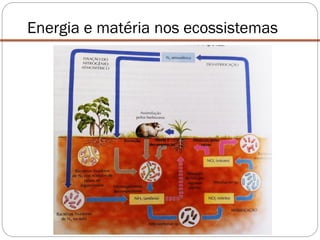 Energia e matéria nos ecossistemas
 
