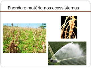 Energia e matéria nos ecossistemas
 