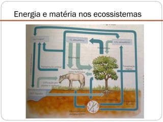 Energia e matéria nos ecossistemas
 