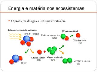  O problema dos gases CFCs na estratosfera
Energia e matéria nos ecossistemas
 
