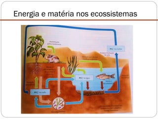 Energia e matéria nos ecossistemas
 