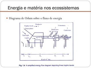  Diagrama de Odum sobre o fluxo de energia
Energia e matéria nos ecossistemas
 