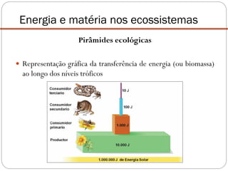 Pirâmides ecológicas
 Representação gráfica da transferência de energia (ou biomassa)
ao longo dos níveis tróficos
Energia e matéria nos ecossistemas
 