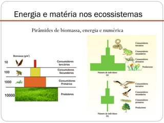 Pirâmides de biomassa, energia e numérica
Energia e matéria nos ecossistemas
 