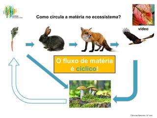 Como circula a matéria no ecossistema?
vídeo

O fluxo de matéria
é cíclico!

Ciências Naturais / 8.º ano

 