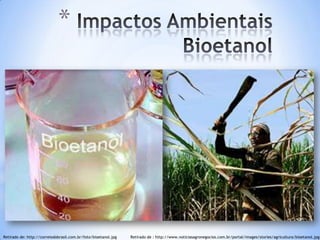 *




Retirado de: http://correiodobrasil.com.br/foto/bioetanol.jpg   Retirado de : http://www.noticiasagronegocios.com.br/portal/images/stories/agricultura/bioetanol.jpg
 