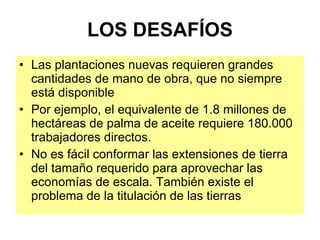 LOS DESAFÍOS Las plantaciones nuevas requieren grandes cantidades de mano de obra, que no siempre está disponible Por ejemplo, el equivalente de 1.8 millones de hectáreas de palma de aceite requiere 180.000 trabajadores directos. No es fácil conformar las extensiones de tierra del tamaño requerido para aprovechar las economías de escala. También existe el problema de la titulación de las tierras 