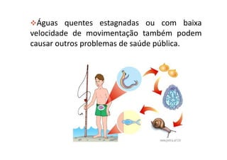 Águas quentes estagnadas ou com baixa
velocidade de movimentação também podem
causar outros problemas de saúde pública.
 