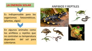 LA ENERGÍA SOLAR
Es indispensable para los
organismos fotosintéticos.
(plantas, algas)
En algunos animales como
los amfibios y reptiles que
no controlan su temperatura
dependen del sol para
calentarse.
 