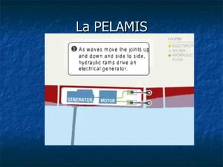 La PELAMIS 