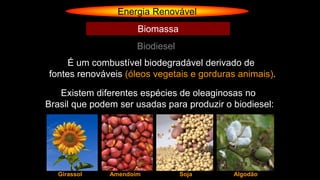 Energia Renovável
Biodiesel
Biomassa
É um combustível biodegradável derivado de
fontes renováveis (óleos vegetais e gorduras animais).
Existem diferentes espécies de oleaginosas no
Brasil que podem ser usadas para produzir o biodiesel:
Girassol Amendoim Soja Algodão
 